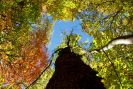Dans la châtaigneraie par Catherine Formaz